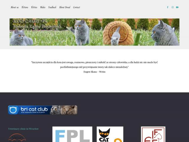https://kocicalus.pl